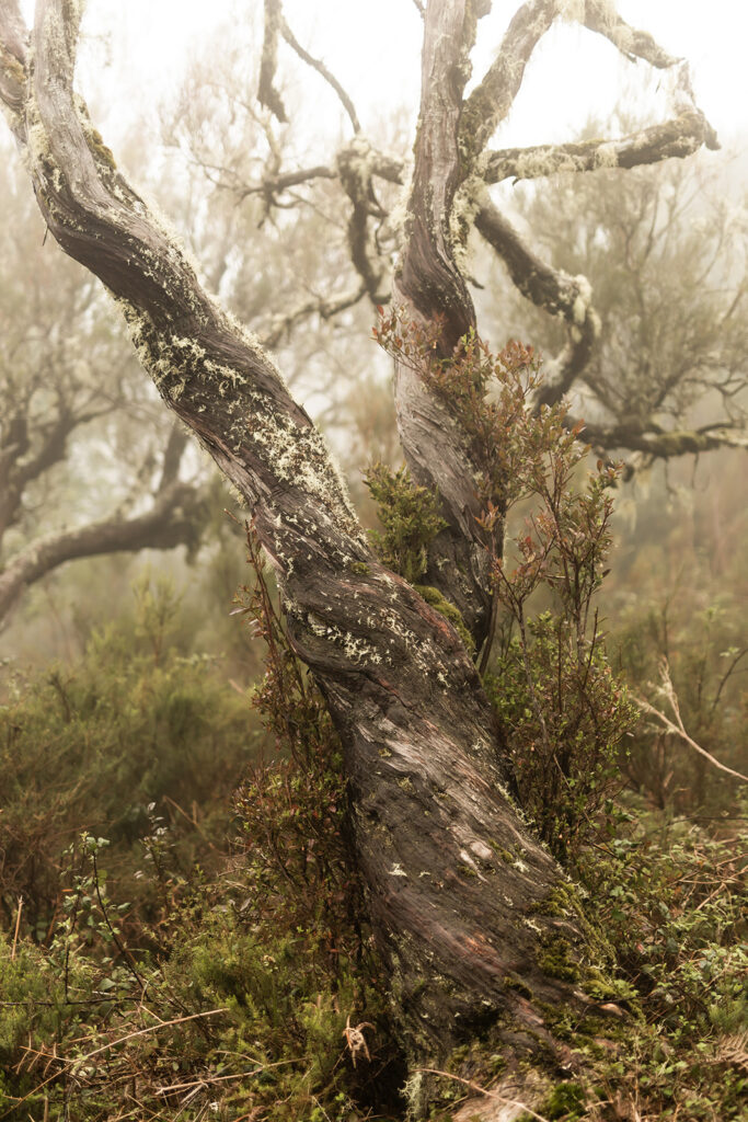 Fanal Forest in Madeira