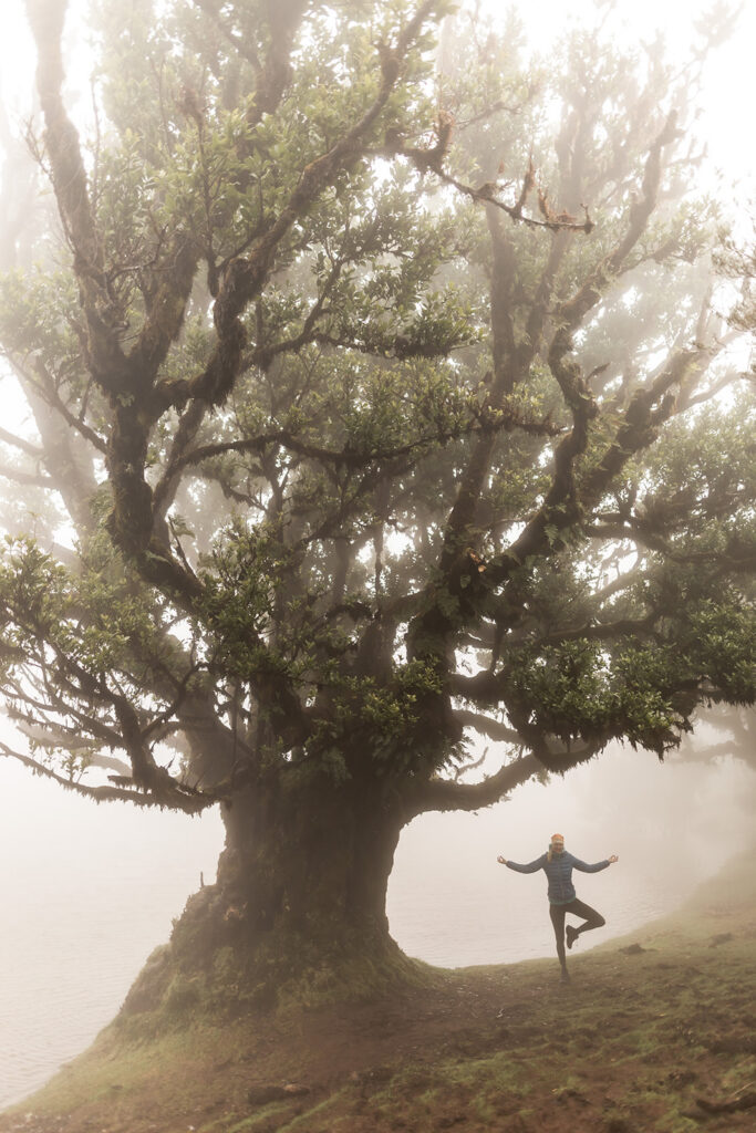 Fanal Forest in Madeira
